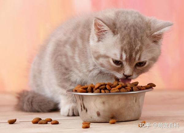 猫咪一生最重要的几样东西,你给足它了吗? - 知乎