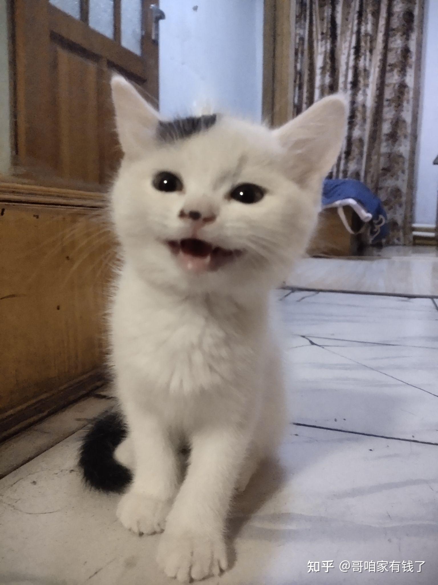 800买的英短梵色猫大家帮看看值不值