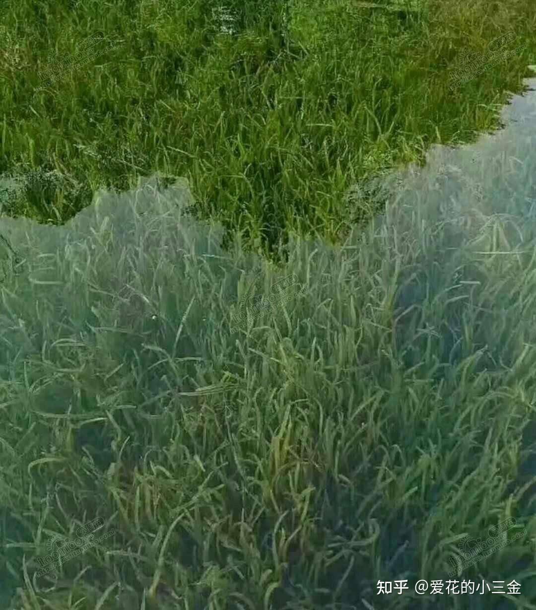 植物历史（十三）：被子植物的繁盛（中）——多样的传粉方式 - 知乎