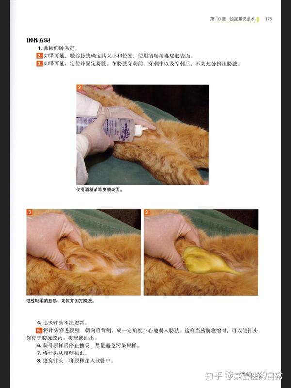 疫情下 无法前往动物医院的尿频 尿闭猫猫在家应该如何管理 知乎