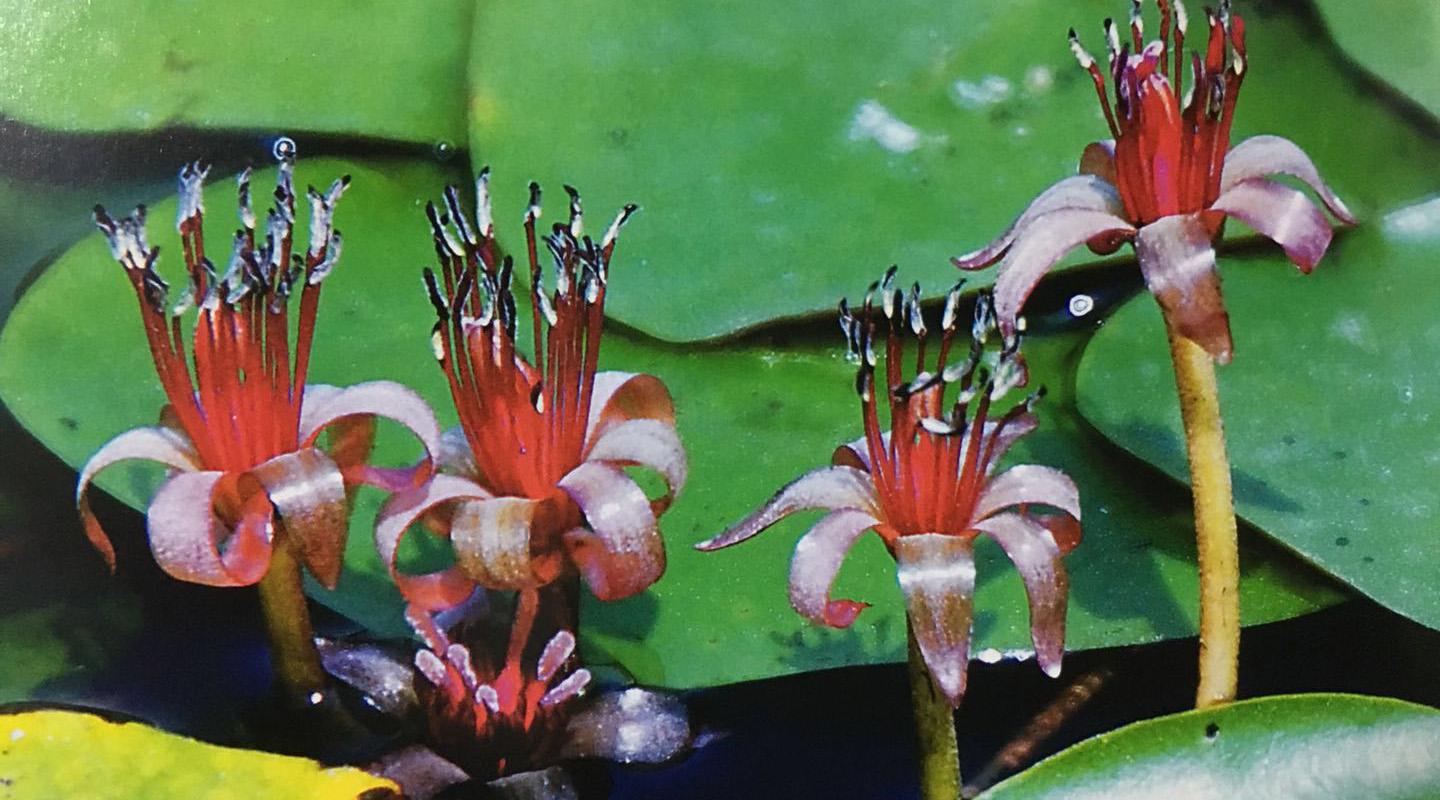 莼菜,图片来自马崇仁《形象翡翠学》莼菜每年五月开花,花呈紫,红色