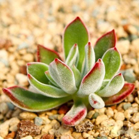 十种毛手毛脚的小多肉 颜值爆表还好养 知乎