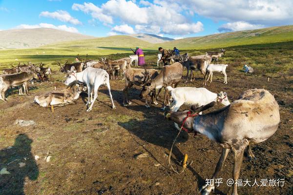 神秘的驯鹿民族 远离文明和科技 游荡在森林和草原之间 知乎