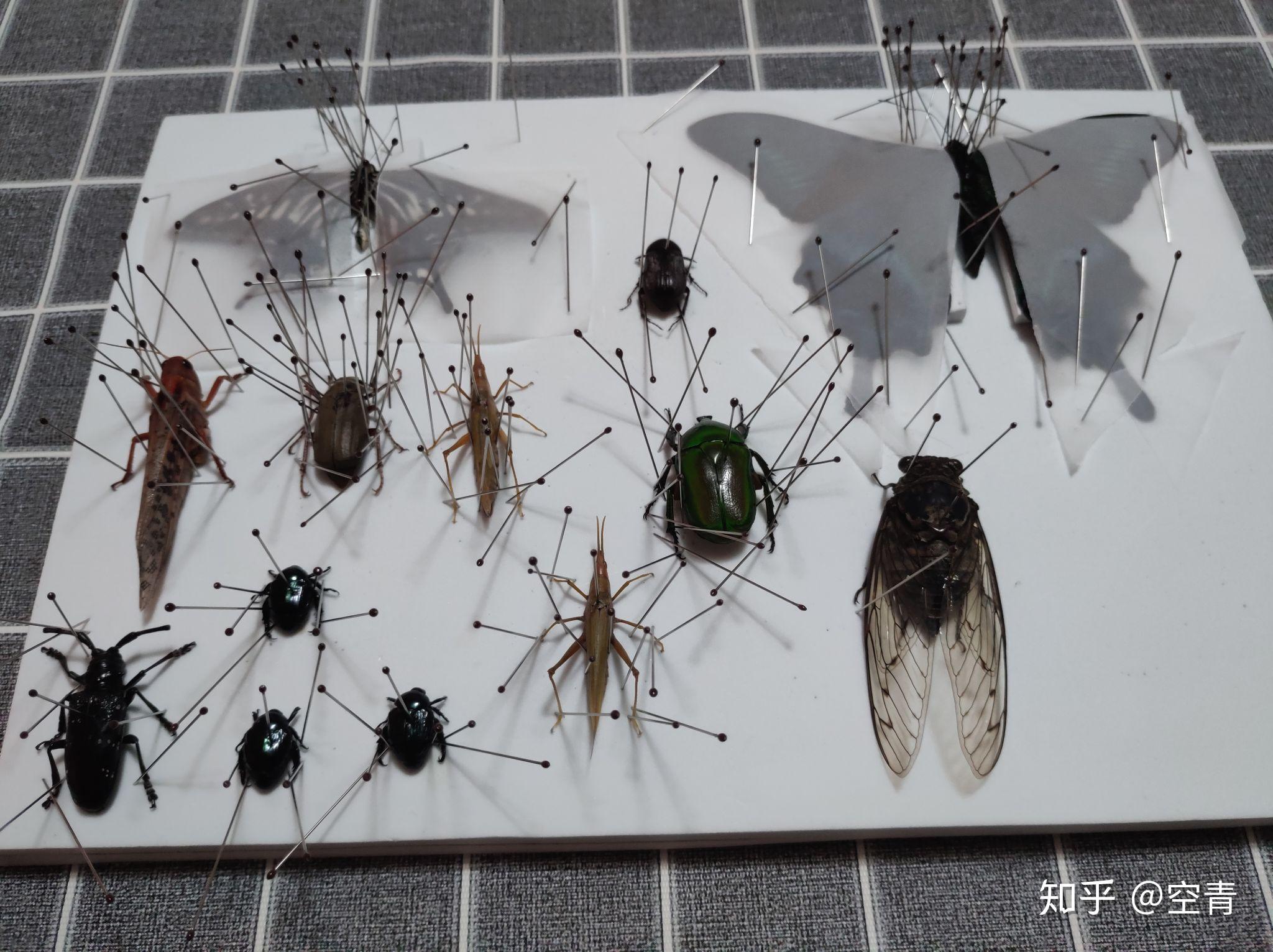 昆虫标本制作方法图片