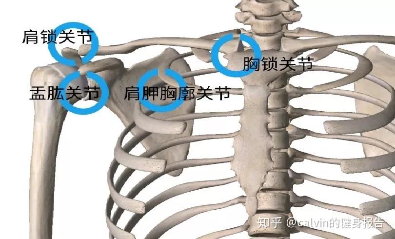 胸锁关节关节腔宽大图片