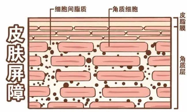 你居然追求“养成厚脸皮”？【皮肤屏障科学观1】 - 知乎