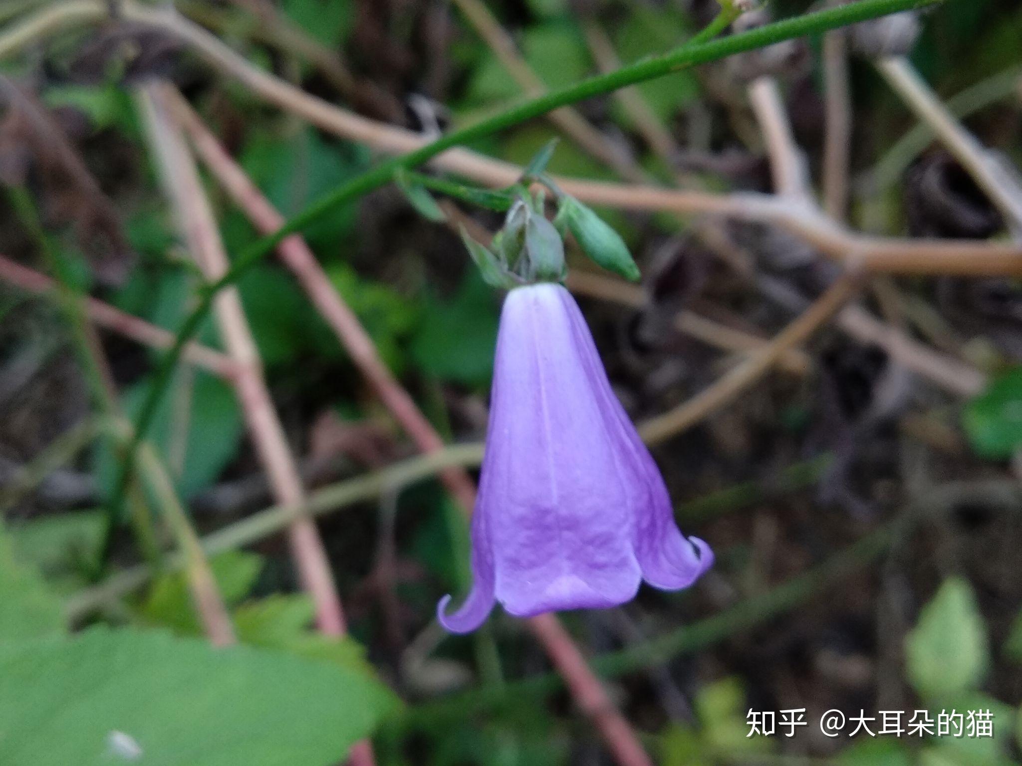 钟形花冠的沙参