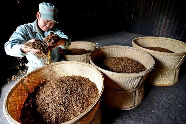 滇红茶有别于其它红茶制作的一点是,其鲜叶用的不是小叶种茶,而是云南