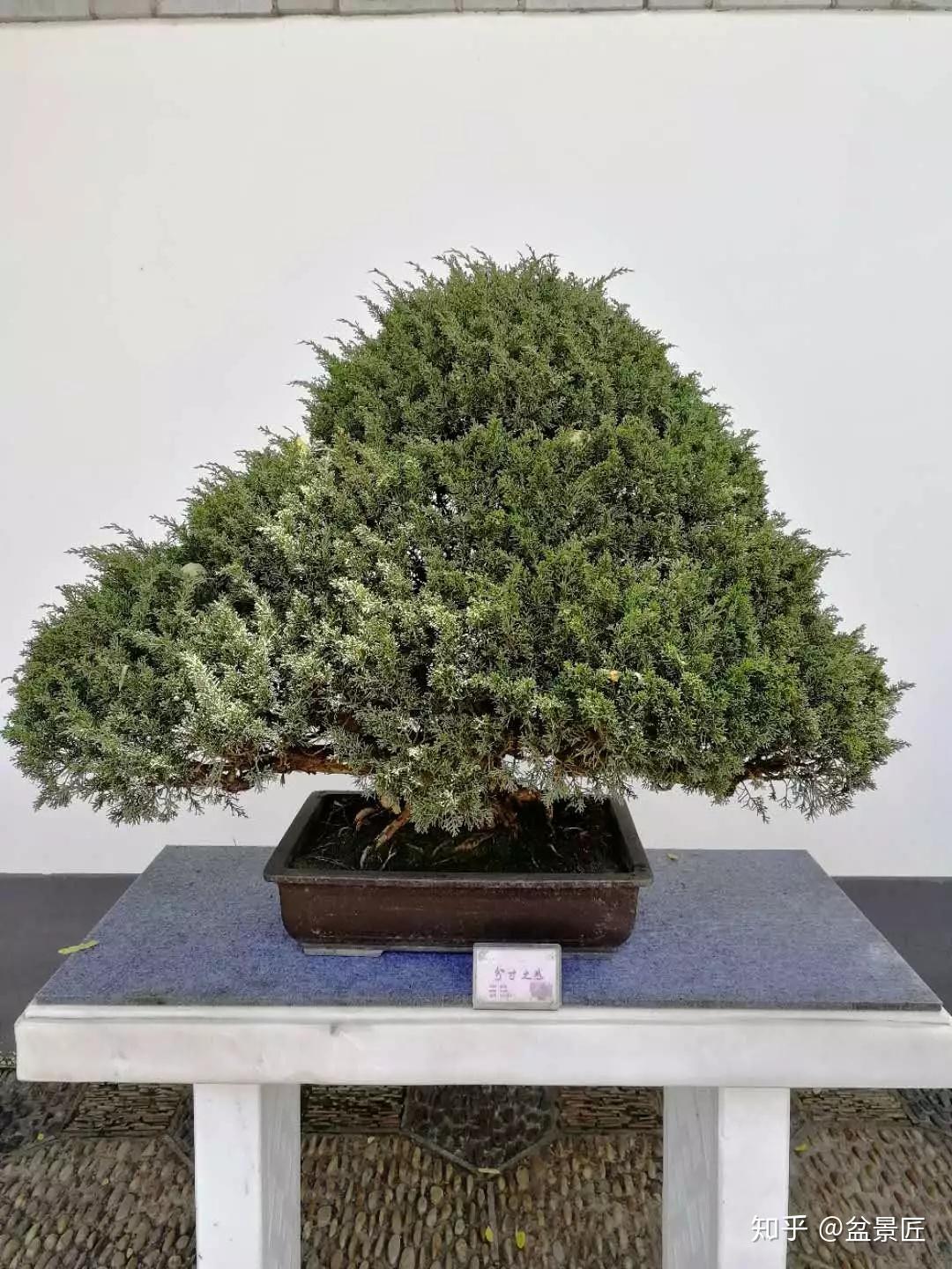 果叶比例等当花:小,色好,香味枝:萌发力强,易造型根:蟠曲,隆起,伏地