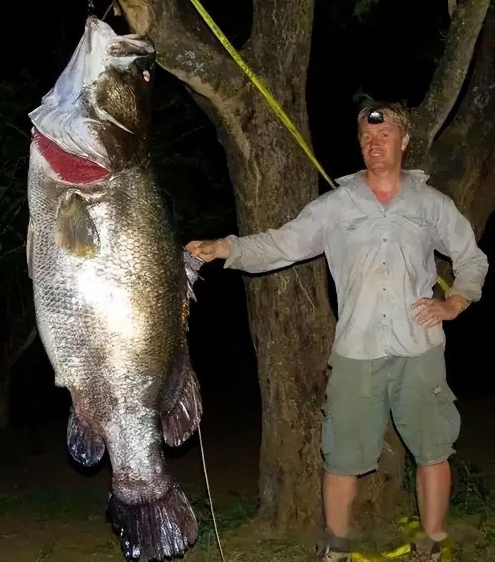 物种入侵广东茂名惊现尖嘴怪鱼钓友第一次见