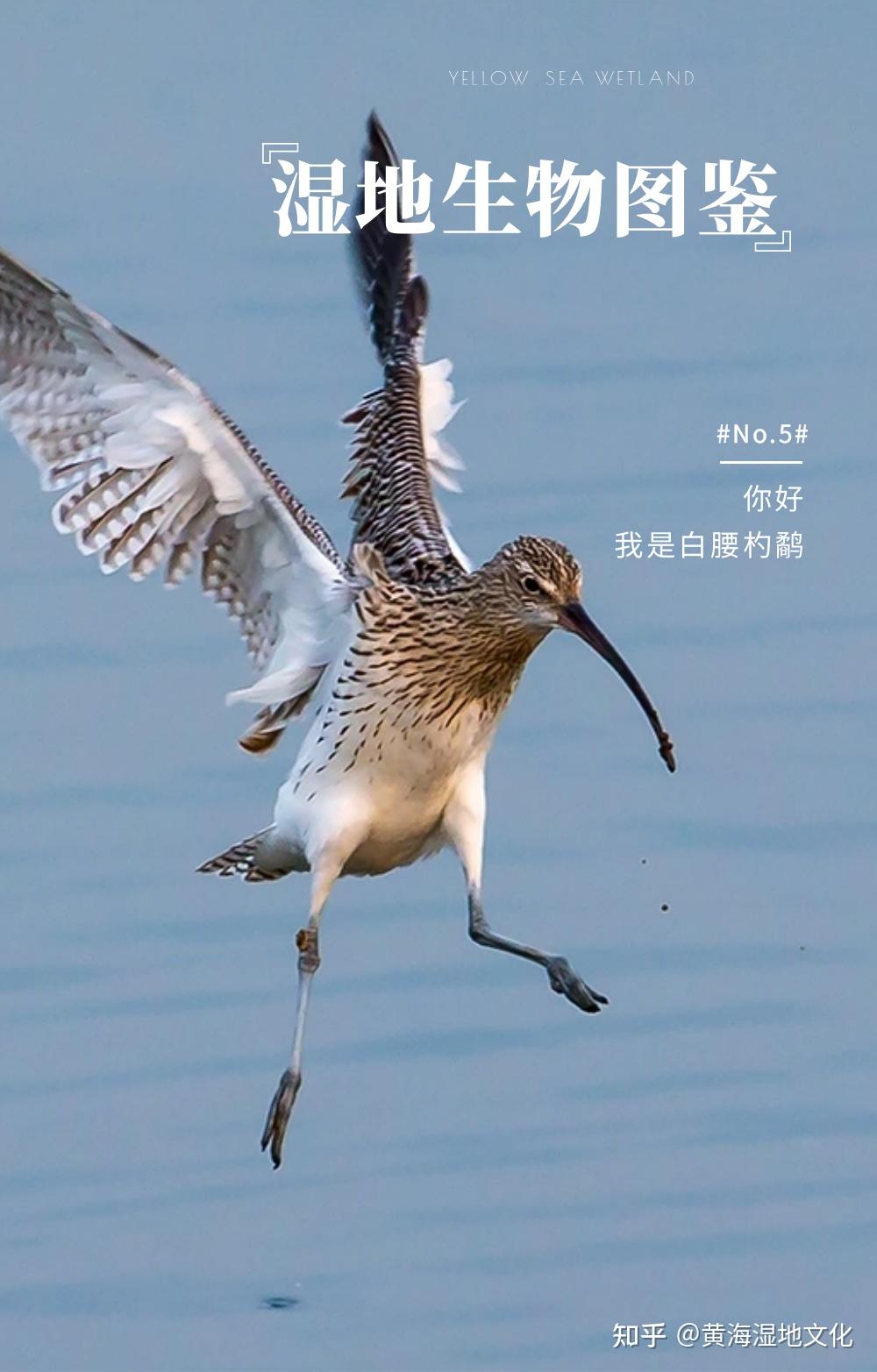 湿地生物图鉴No.5 |“天生巧嘴” —— 白腰杓鹬 - 知乎