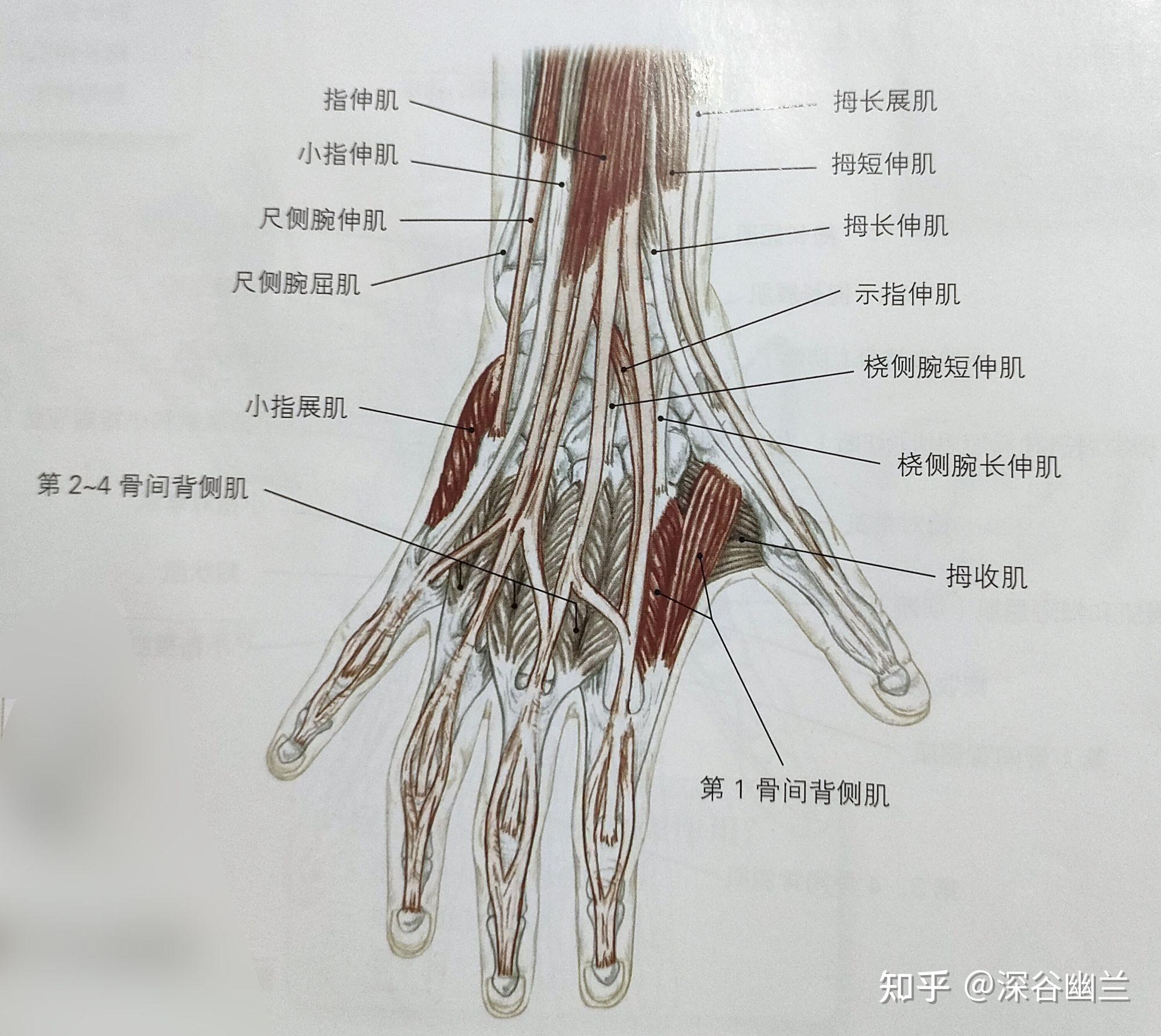 小指肌腱解剖图解图片