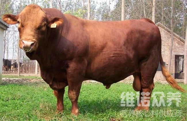 什么饲料喂牛长得最快公牛育肥最佳饲料方法