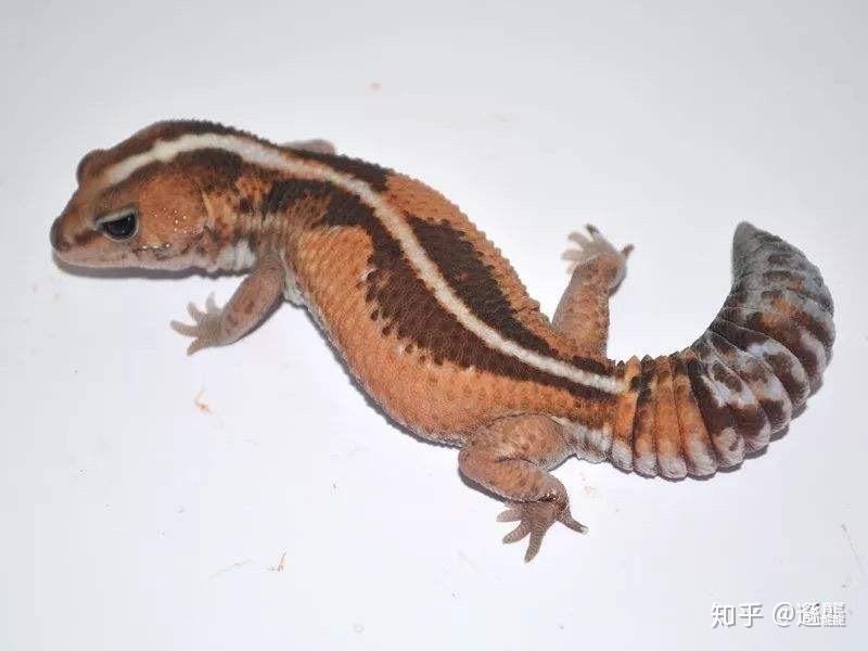 肥尾守宫
