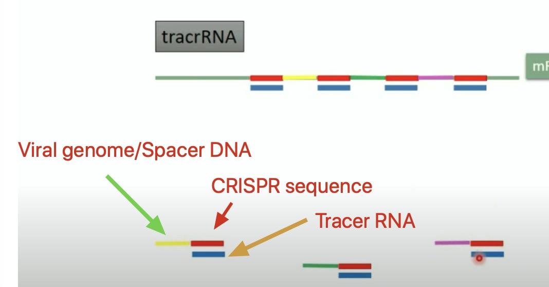 What is CRISPR System? 知乎