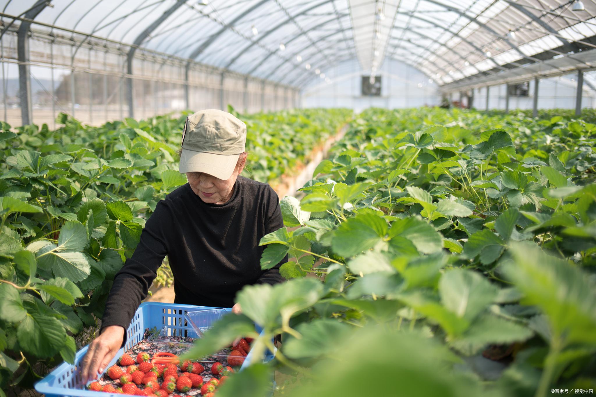 智慧农业农产品溯源是什么?