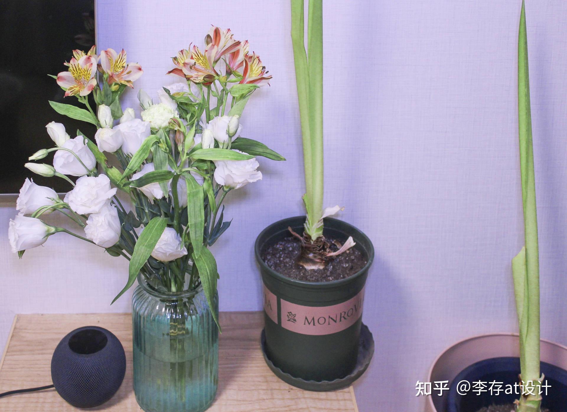 快速醒花的教程 v2-891353ebeb882f5c6ce3e73a62e4d68f_r.jpg