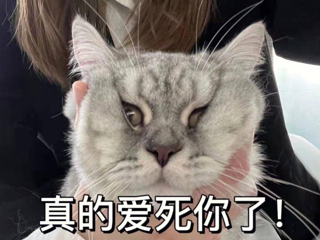 猫猫踢门表情包图片