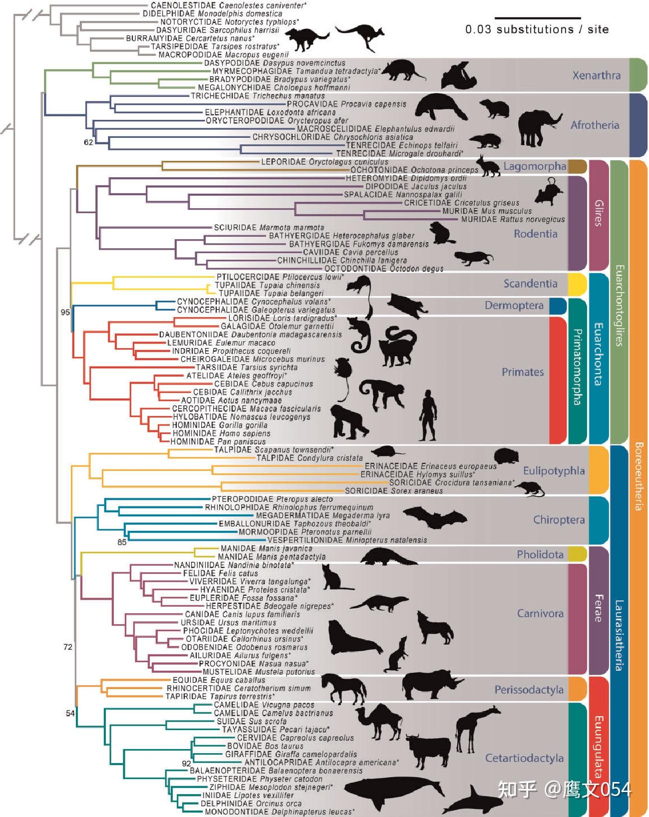 生物进化树 古生物图片