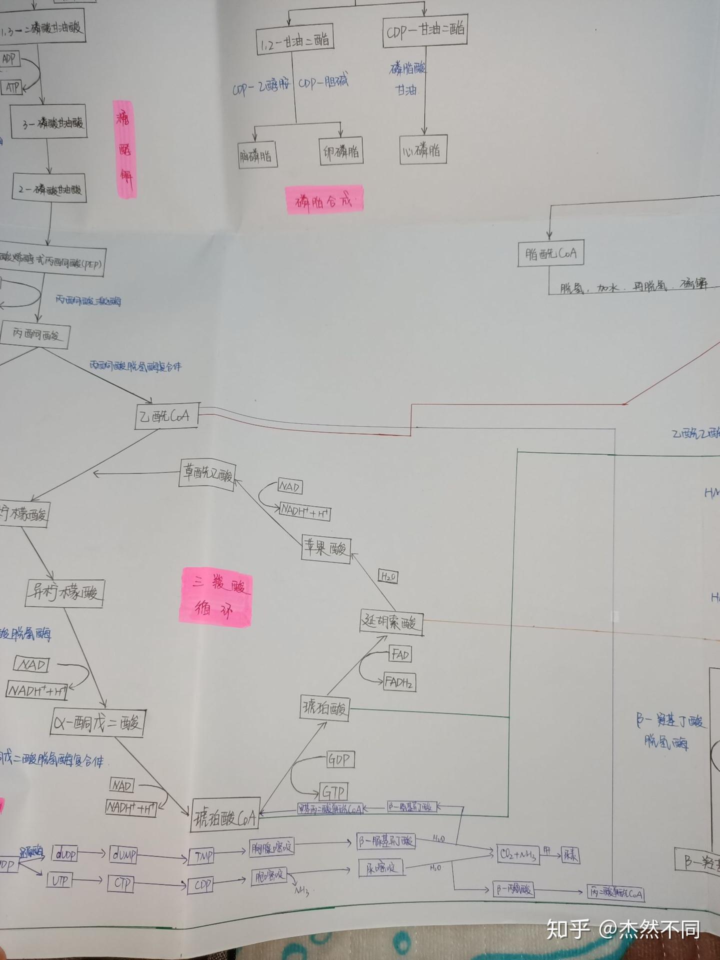 生化代谢图 - 知乎