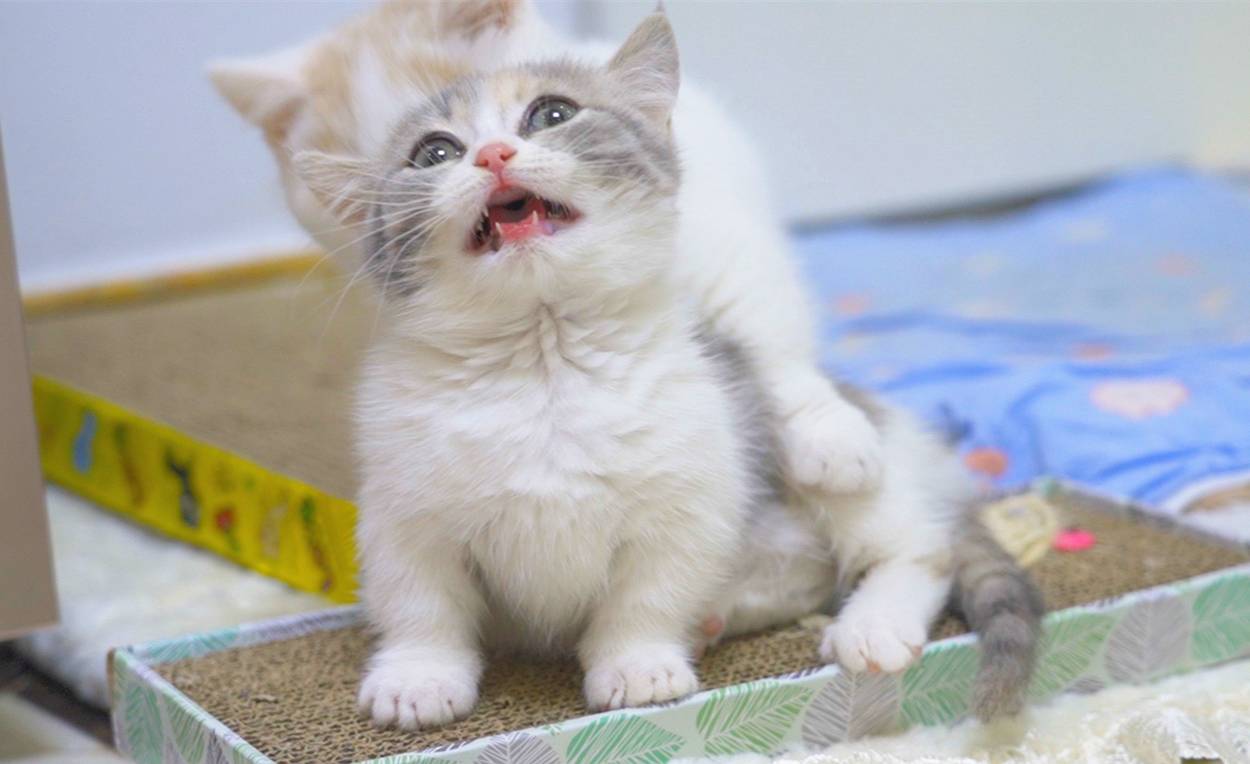 为前几天捡的那只超级凶的小奶猫找到临时麻麻了