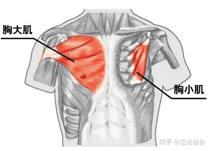 胸大肌肌腱位置图片