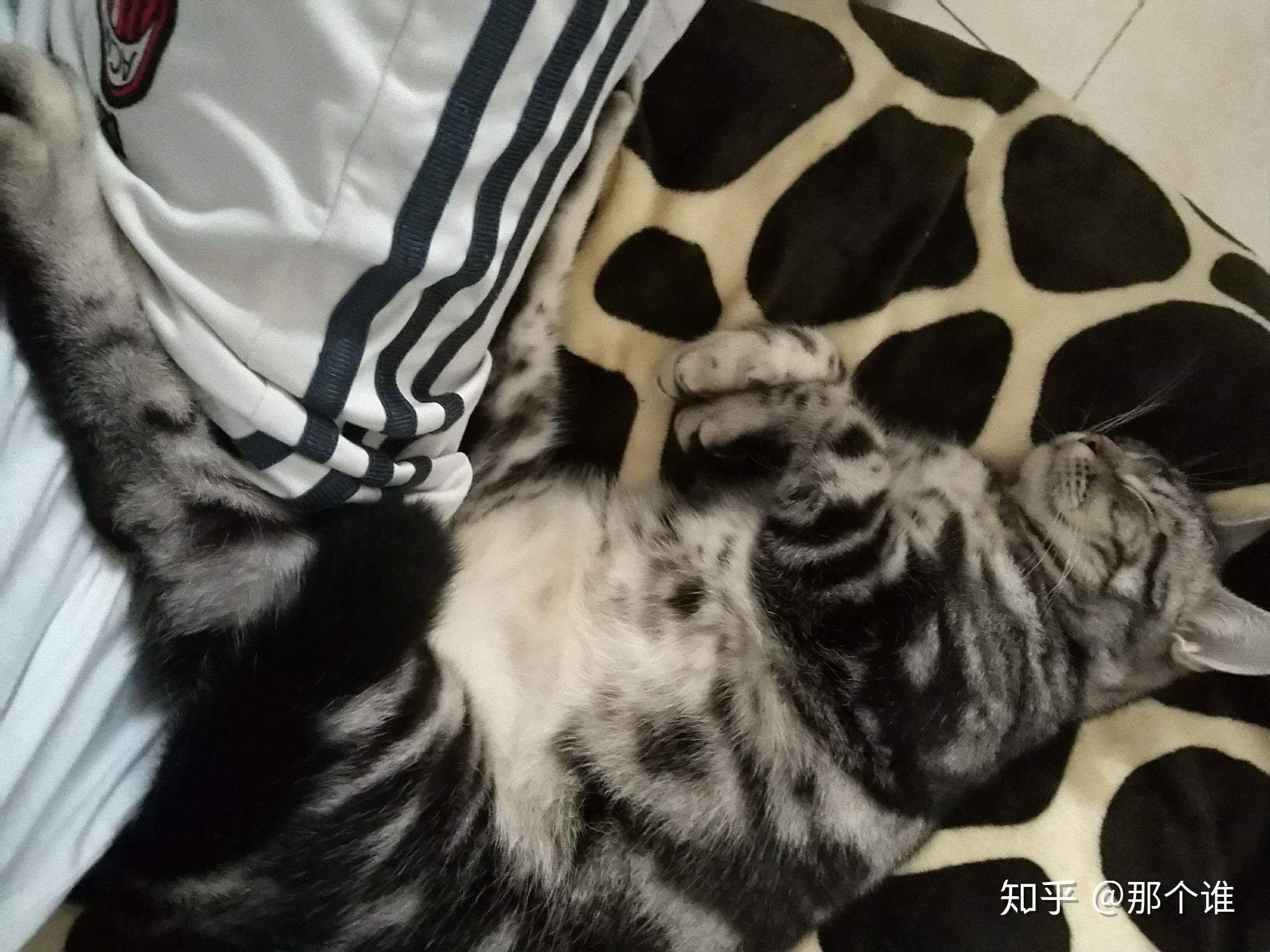 接近猫的时候起鸡皮疙瘩(接近猫的时候起鸡皮疙瘩是为什么) 接近猫的时候起鸡皮疙瘩(接近猫的时候起鸡皮疙瘩是为什么)