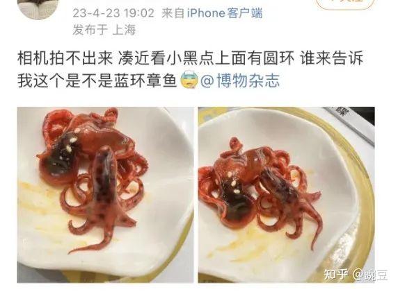 知名连锁寿司店吃出剧毒"蓝环章鱼"!网友:第一次看到熟的…… - 知乎