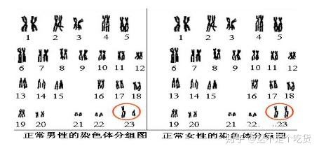 染色体异常通常表现为染色体缺失,易位,数目增多,重复,出现三倍体等等