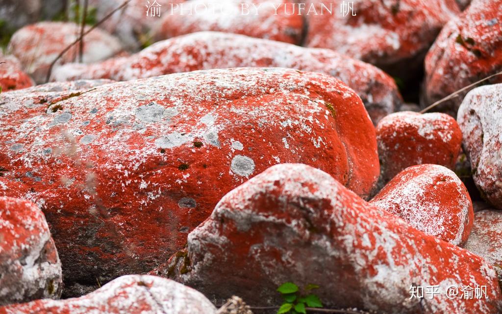 石头上的红色苔藓图片