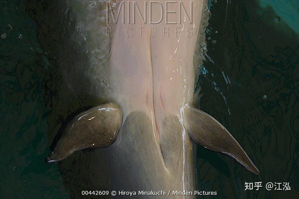 图注:雌性海豚的腹部,图片来自网络