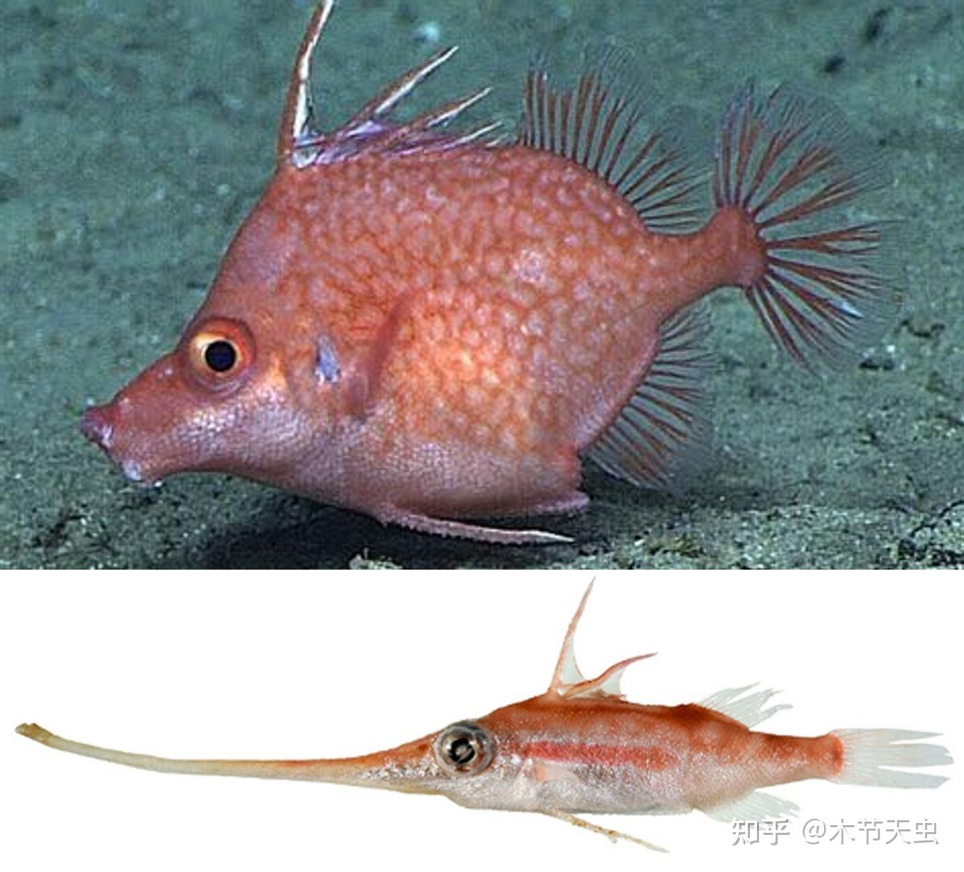 【鲀形目的演化史·其一】刺鲀,箱鲀,河鲀,鳞鲀 - 知乎