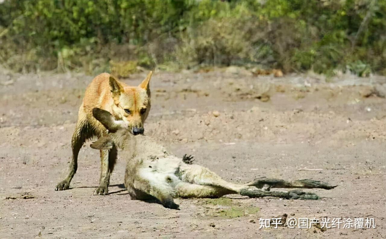 22張圖解讀袋狼的前世今生遭受土著野犬的暴擊被殖民者滅絕