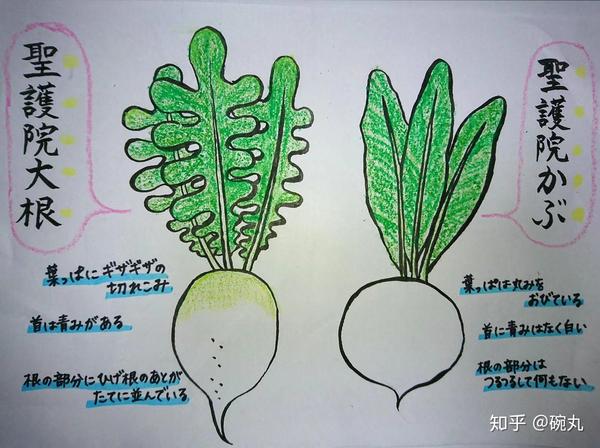 芜菁 圣护院大根和圣护院芜菁到底有啥区别呢 知乎