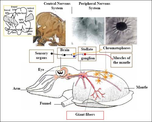无脊椎动物神经系统的演化简史