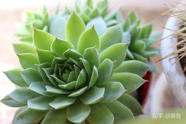 石莲花的养护方法 多肉石莲花的养殖方法 双偶网