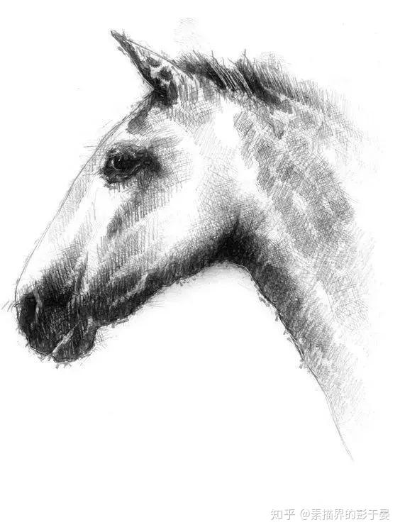 一组素描动物作品欣赏 - 知乎