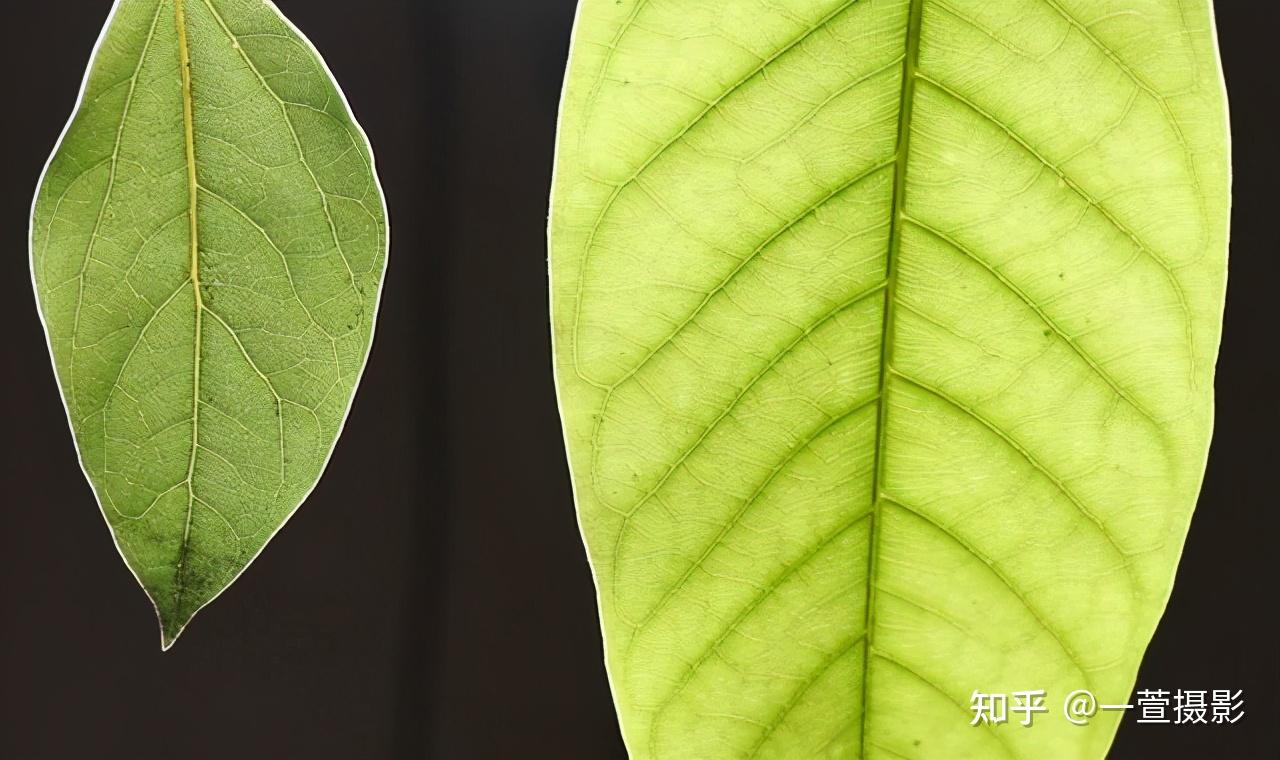 怎样拍好普通的树叶这样构图拍摄很简单创意摄影之树叶的拍摄
