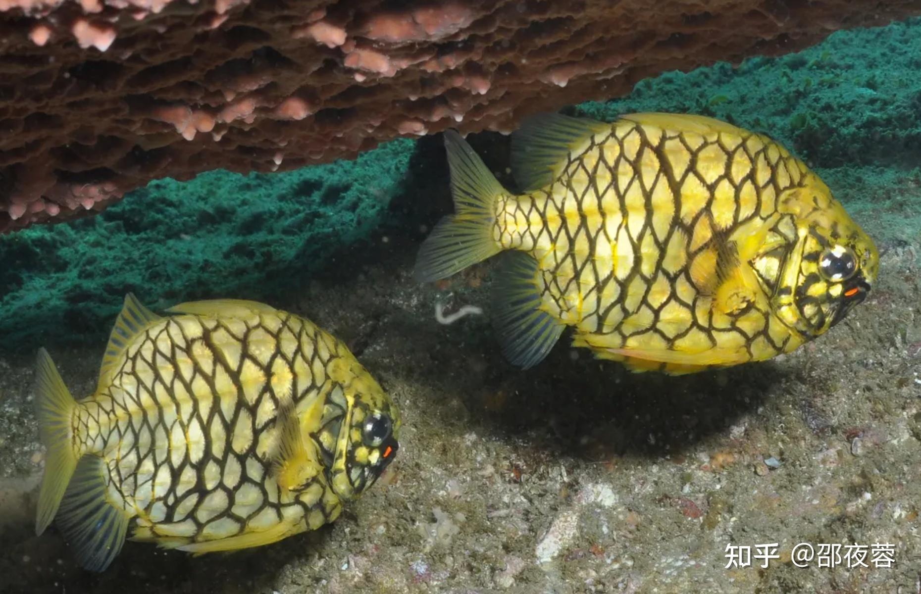 动物科普:形似松球,鳞片硬如坚石,并且会发光的鱼——松球鱼