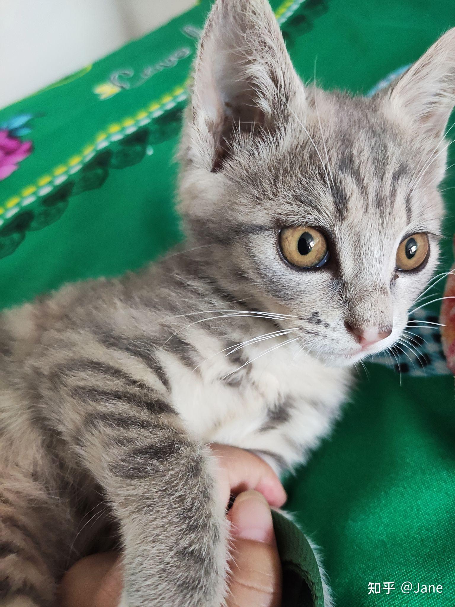 灰色狸花猫罕见吗? - 知乎