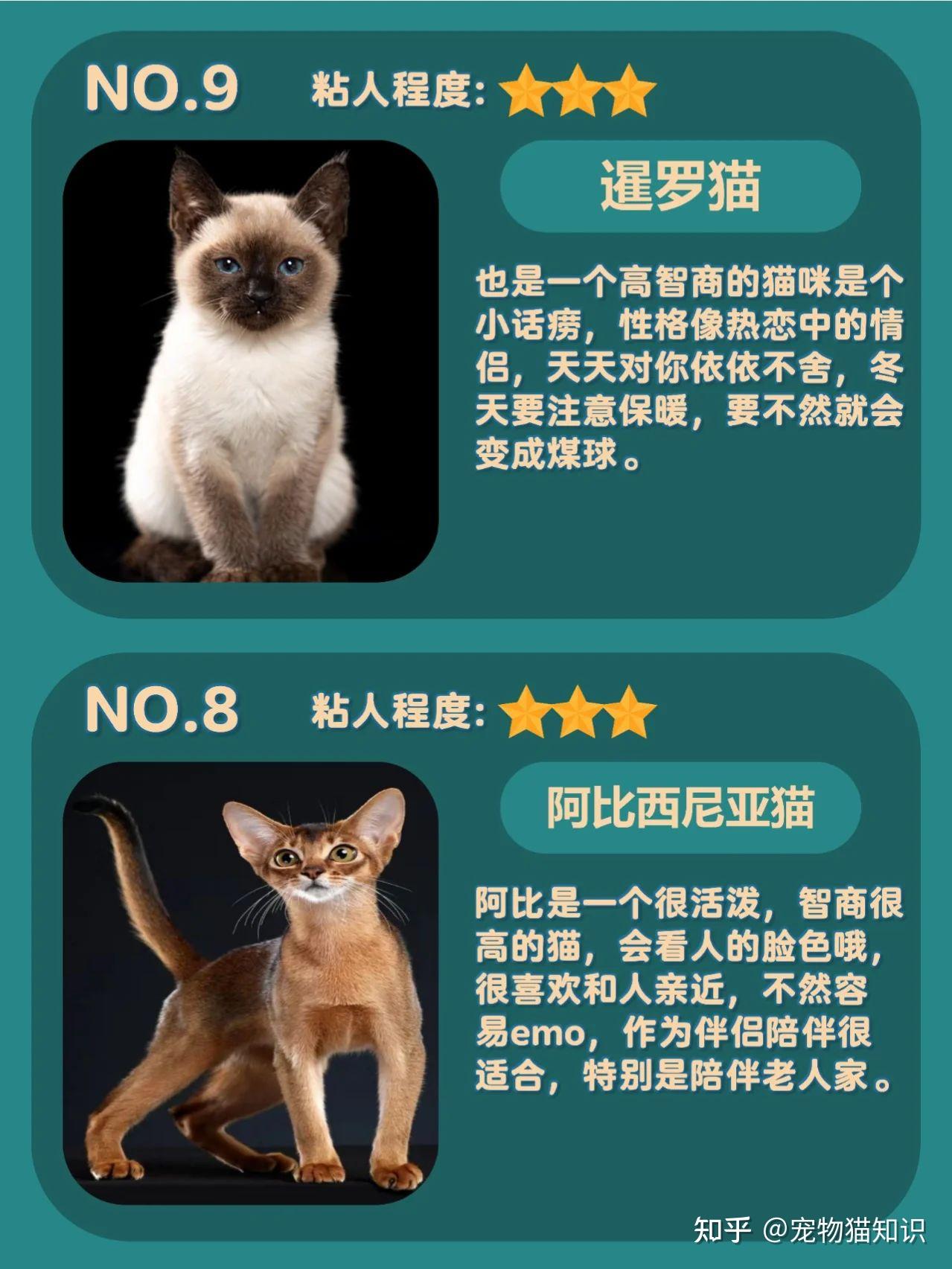 粘人猫咪排行榜，供挑猫的您参考 知乎 7824