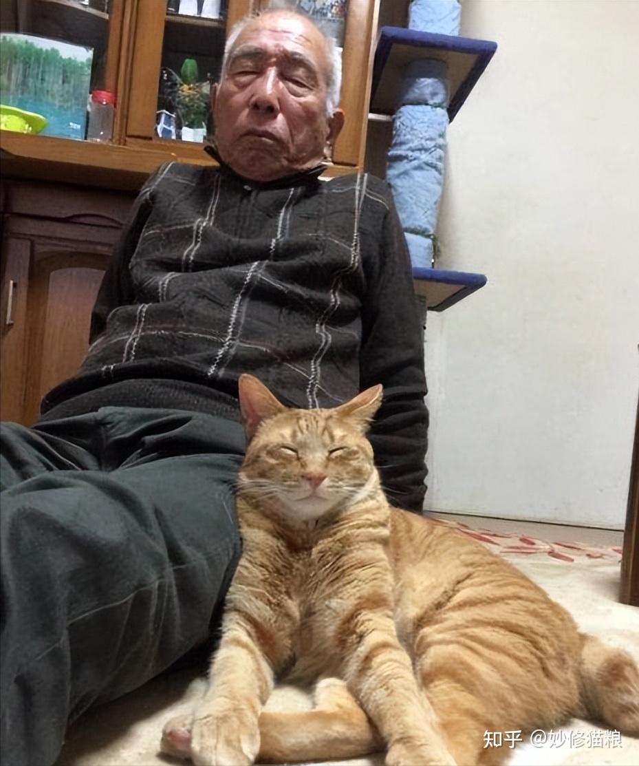 养猫的人更加长寿?科学家:这是有一定道理的! - 知乎