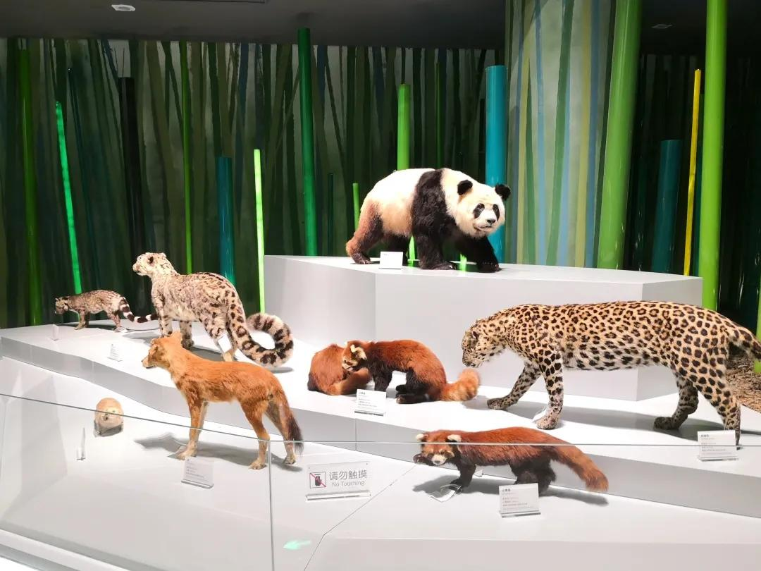 成都大熊猫博物馆建筑面积7179平方米,展示面积4342平方米,是全球首家