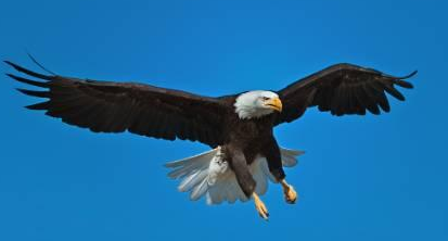 为什么不灭绝蚊子?