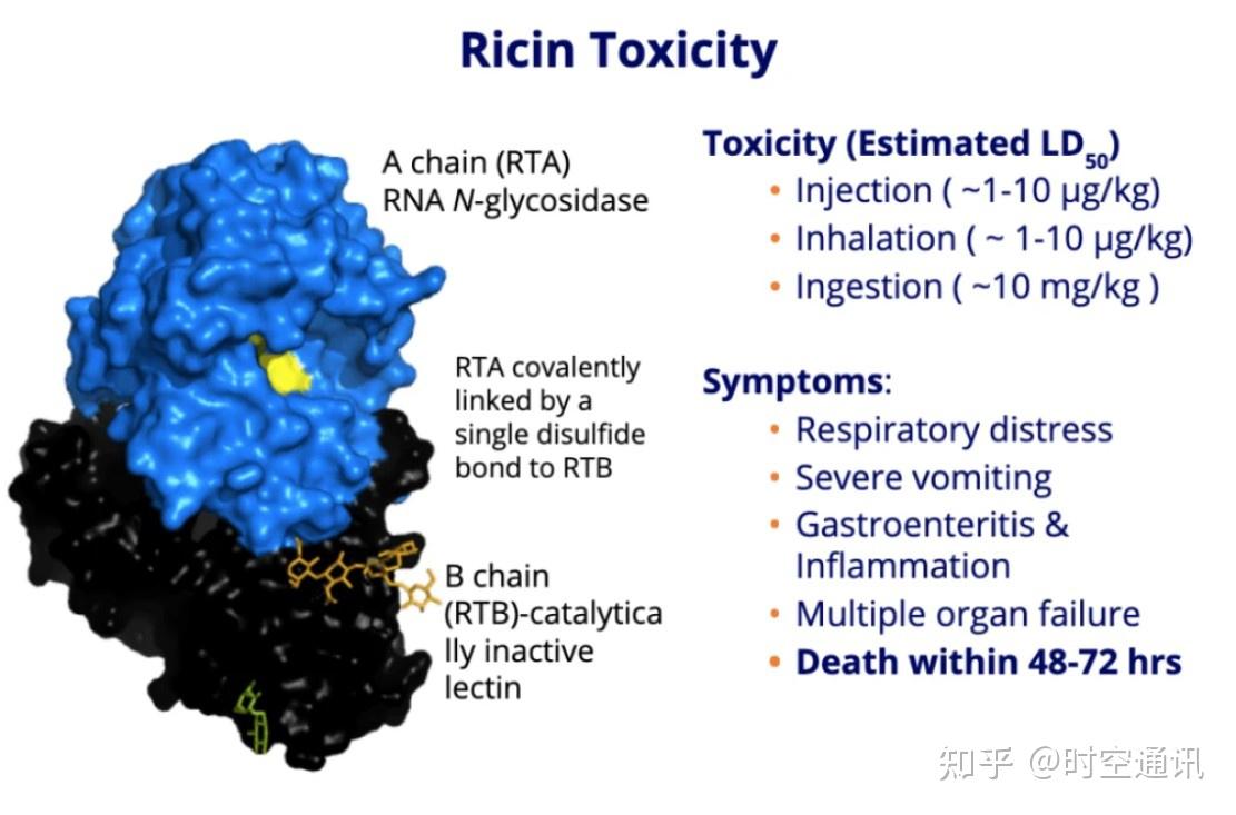 蓖麻毒素是一种高毒性植物蛋白,主要存在于蓖麻种子(蓖麻籽)里面.