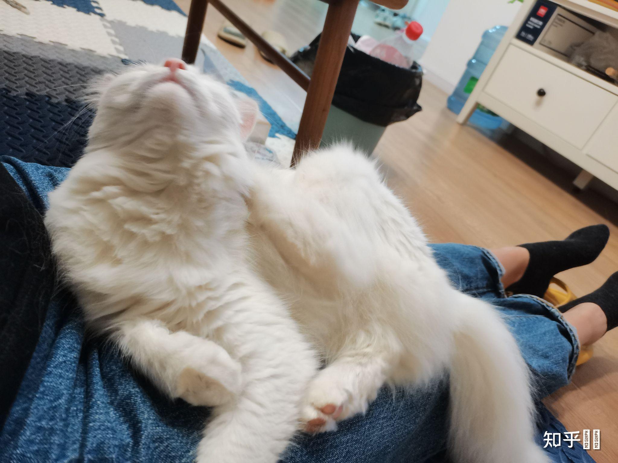 可以分享几张你家小猫可爱的照片吗