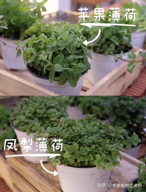 分享16种可食用香草植物 - 知乎