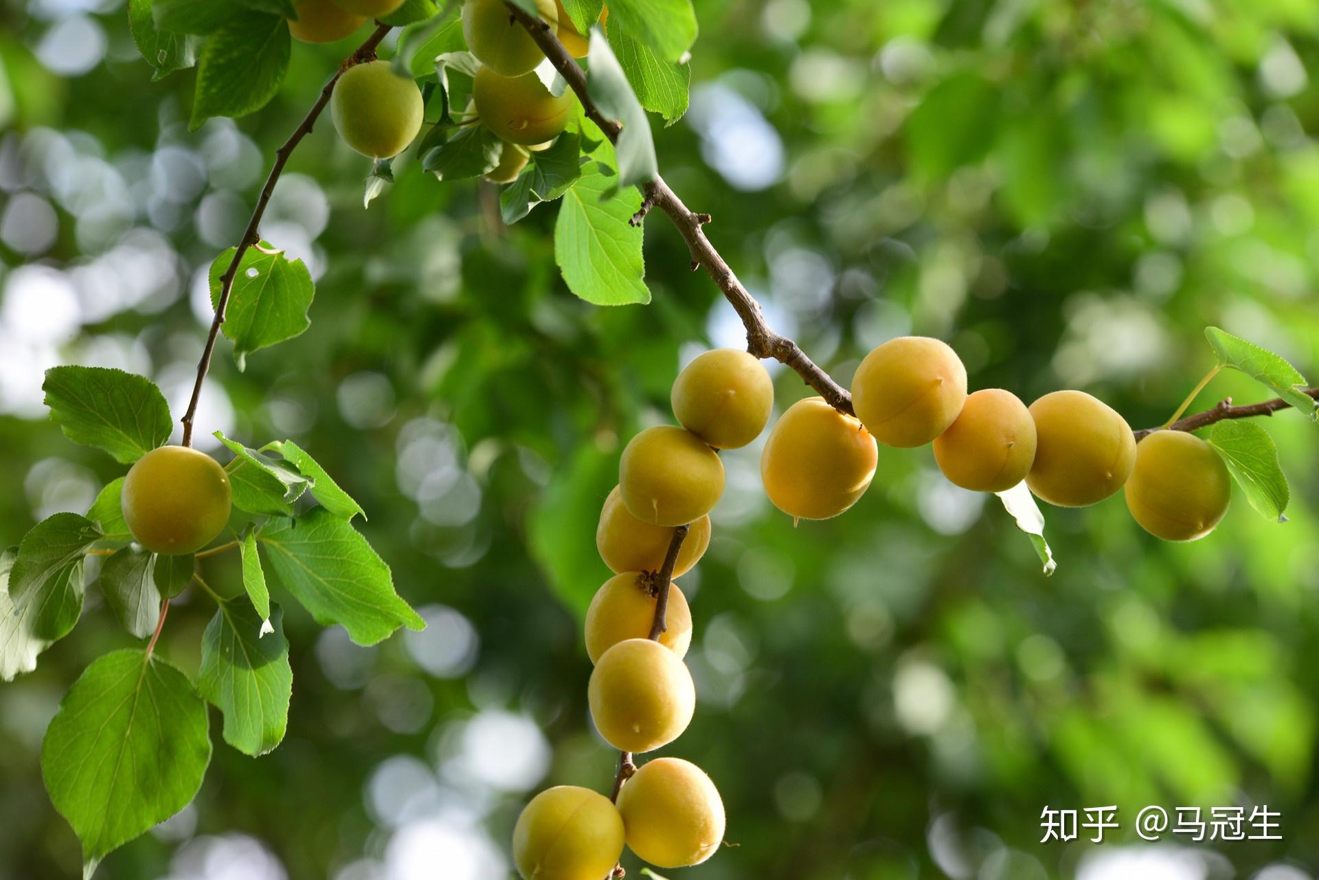 杏子杏树图片素材-编号13501182-图行天下