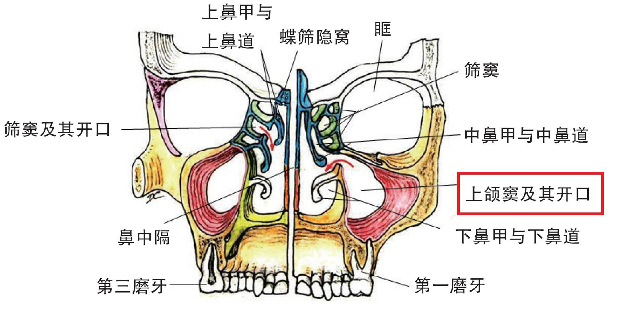 窦口鼻道复合体图片图片