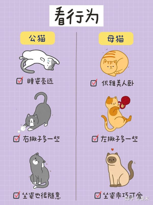 公猫VS母猫,新手养猫,养公猫还是母猫? - 知乎